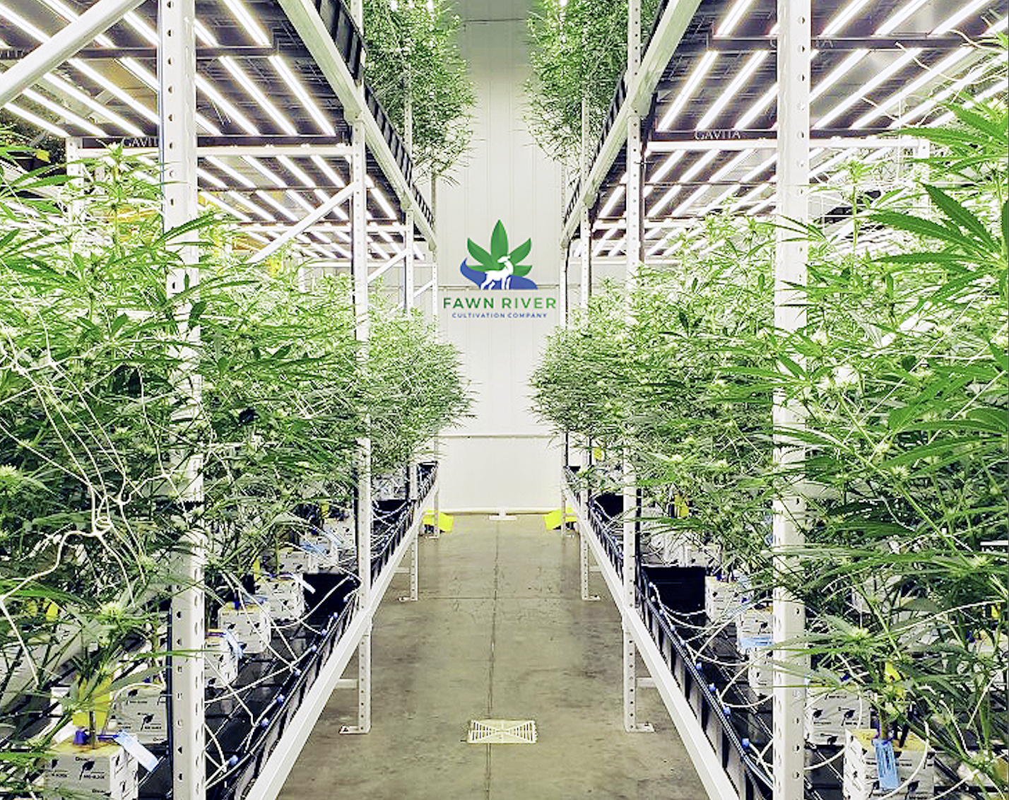 Inside Fawn River Cultivation Companys Constantine, MI facility that will integrate BioLumics proprietary UV Light Technology (Fawn River Cultivation Company photo)