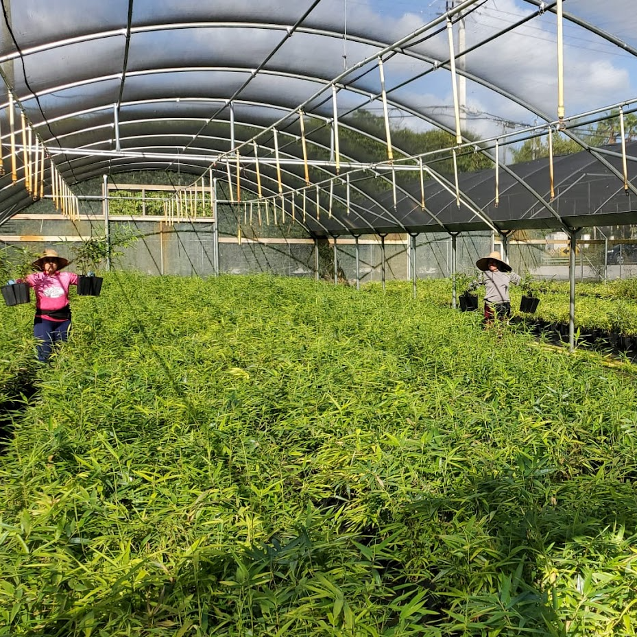 Bamboo Starts Grown in a Florida Greenhouse
