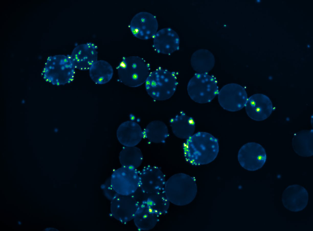 Coated microcarriers with fluorescently stained cells growing on the surface.