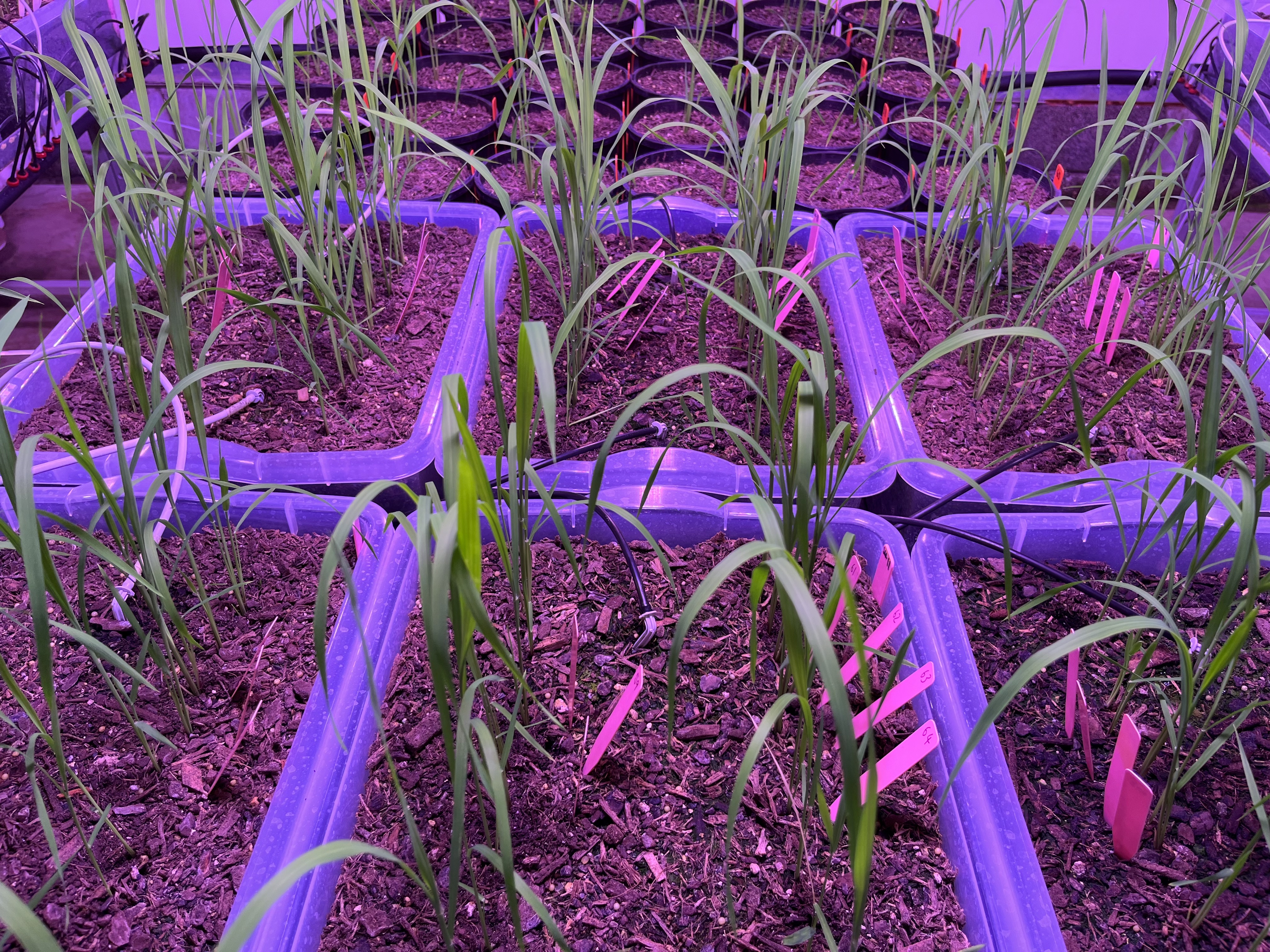 Direct Dry Seeded Rice seedlings in BioLumic lab testing productivity gains after treating seeds with UV light exposure.