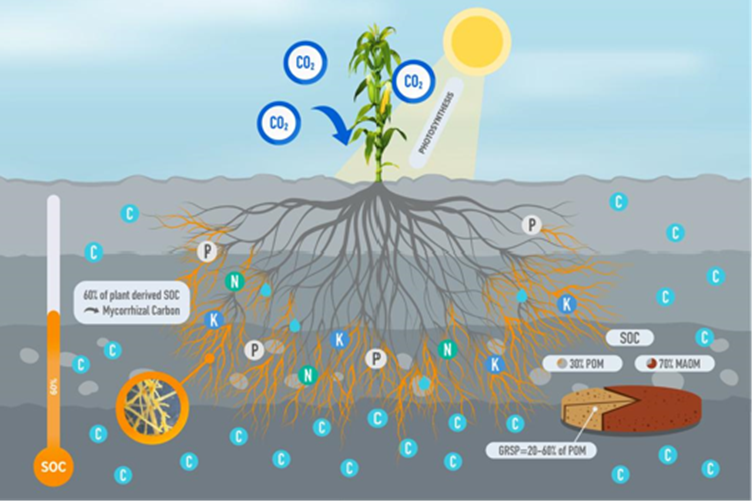 Mycorrhizal Fungi are Carbons Main Pathway into Soil. Courtesy of Groundwork BioAg