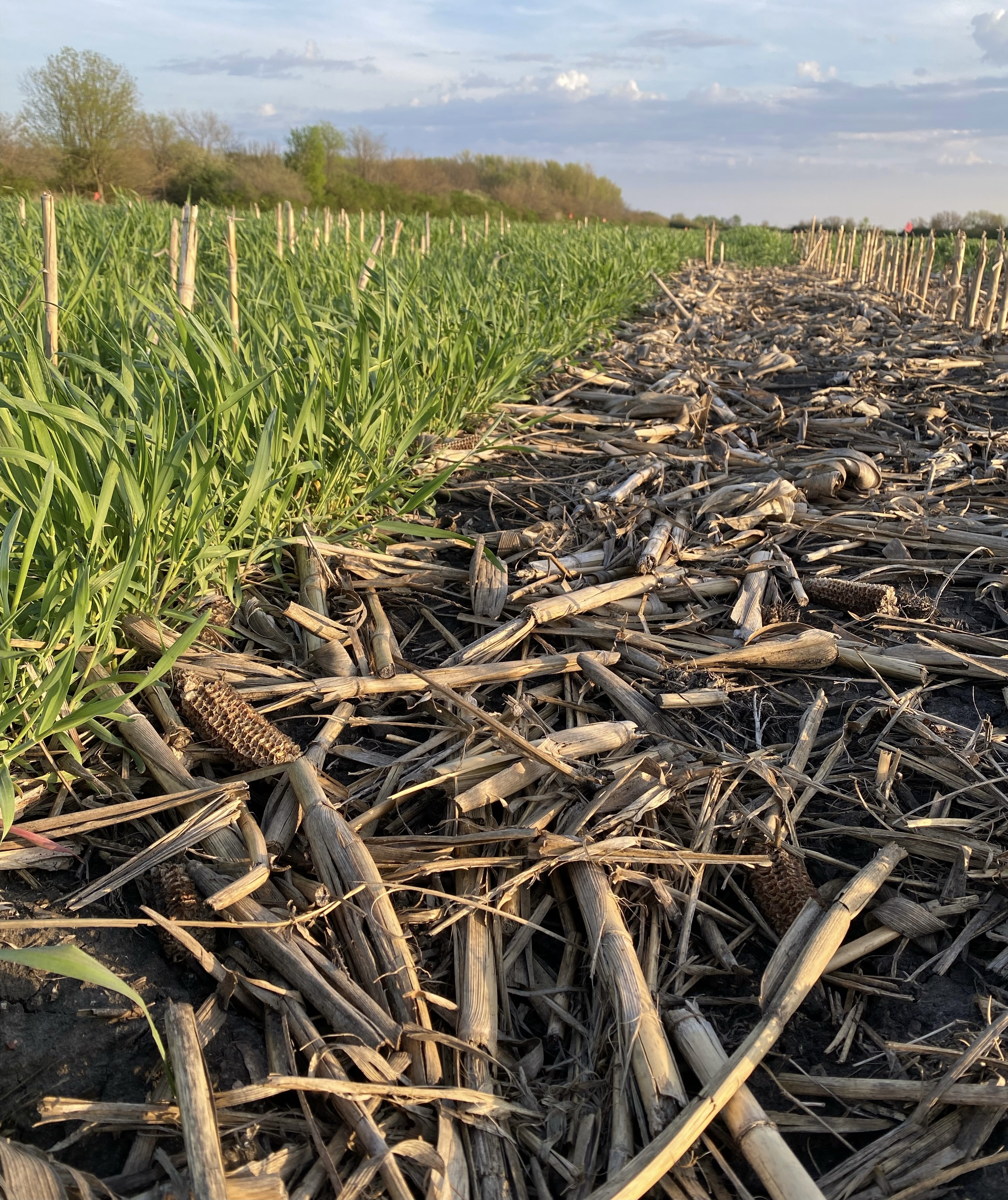 A cereal cover crop planted into corn residue for research into the benefits of biodigesters in crop residue management. Photo courtesy of UIUC Crop Physiology Lab.