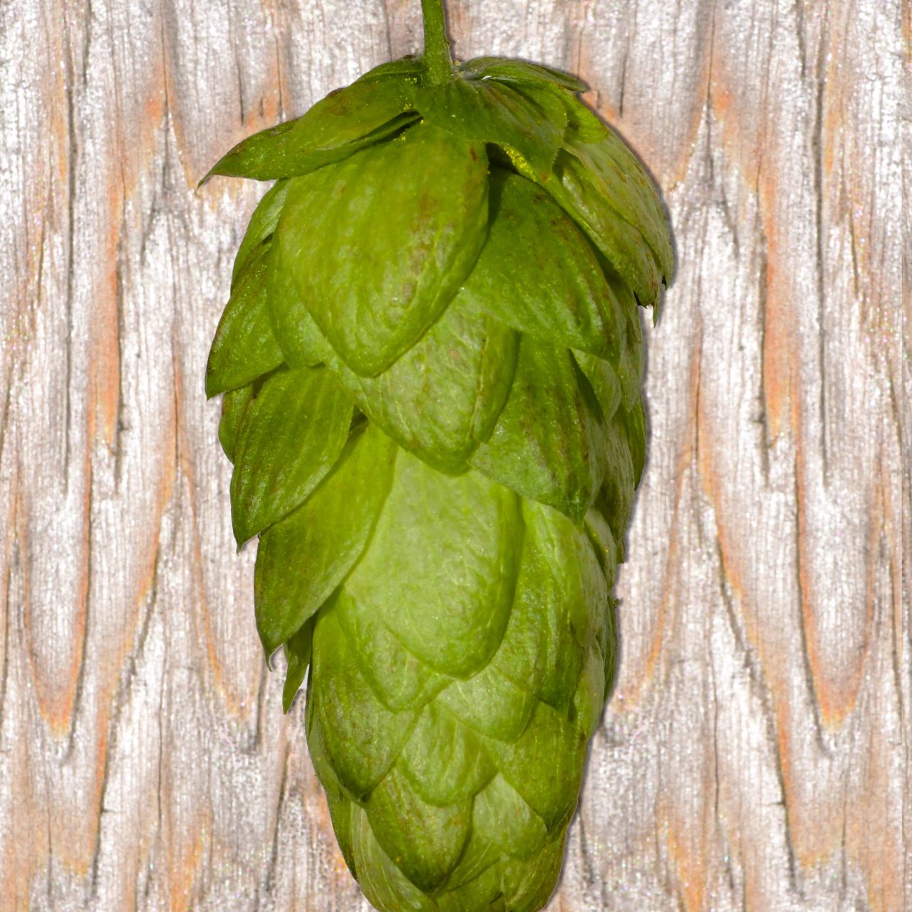Hukins Hops Unveils an Exquisite Range of Home Brew Hops for Beer Aficionados and Home Brewers