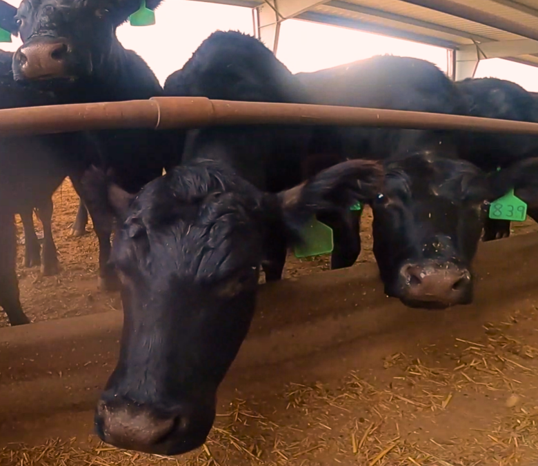 MyAnIML uses images of cow muzzles to predict impending illness days before symptoms occur. This photo was taken by a GoPro camera mounted on a feed truck and uploaded to the MyAnIML AI-driven technology platform for analysis.