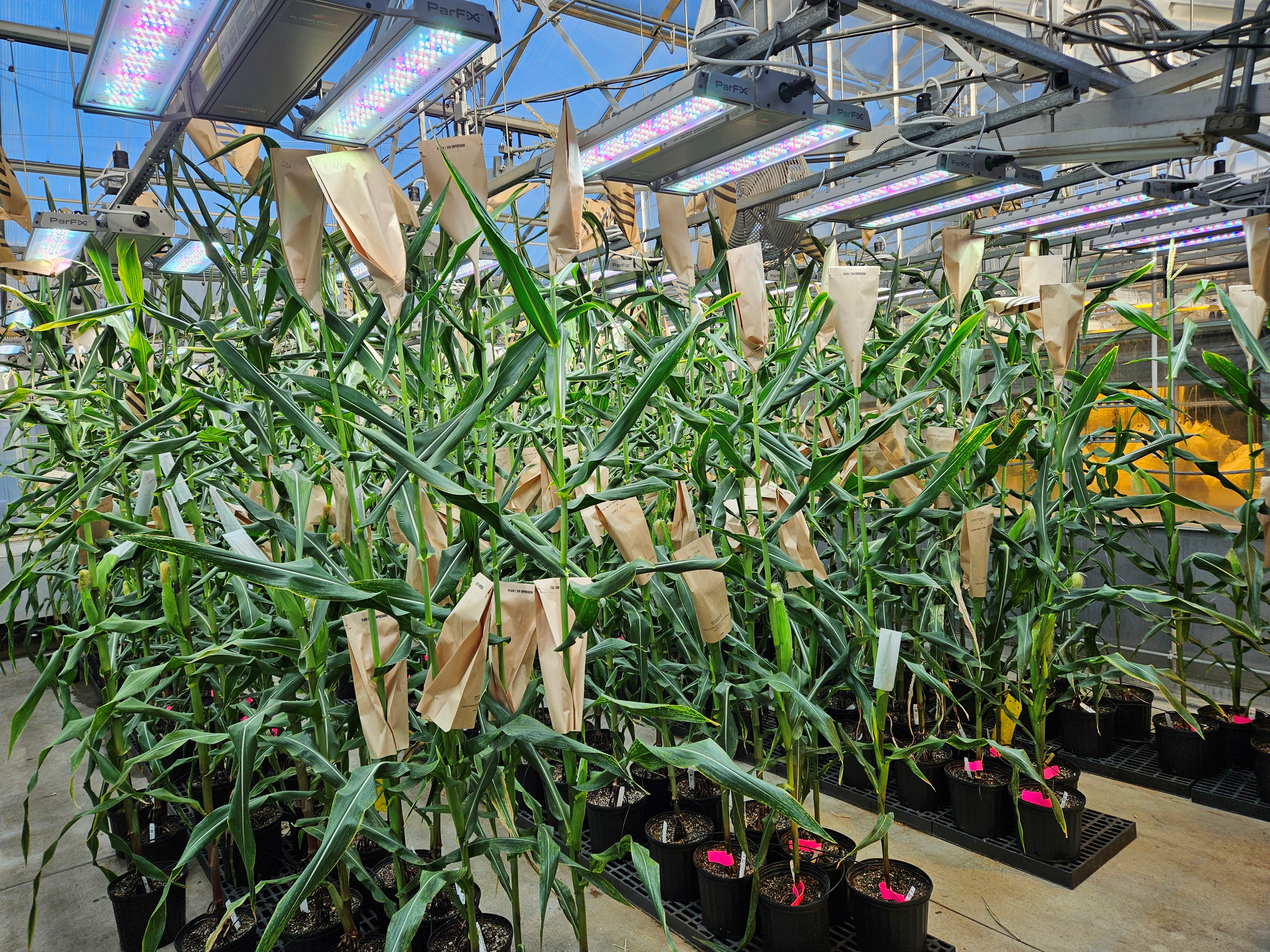 ZeaKal&#39;s PhotoSeed hybrid corn, grown in collaboration with the Wisconsin Crop Innovation Center in a glasshouse setting.