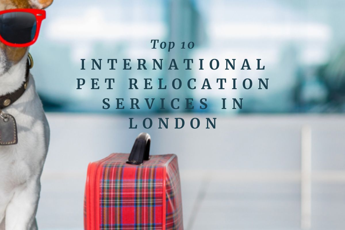 Top 10 International Pet Relocation Services in London Announced: Helping Pet Owners Navigate Smooth Transitions